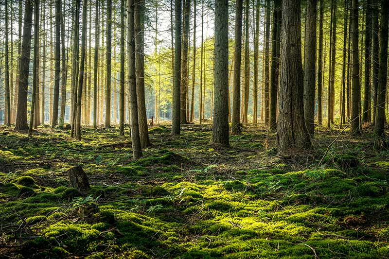 Wald mit hohen Bäumen